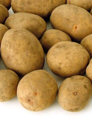 Lauvkar Potato